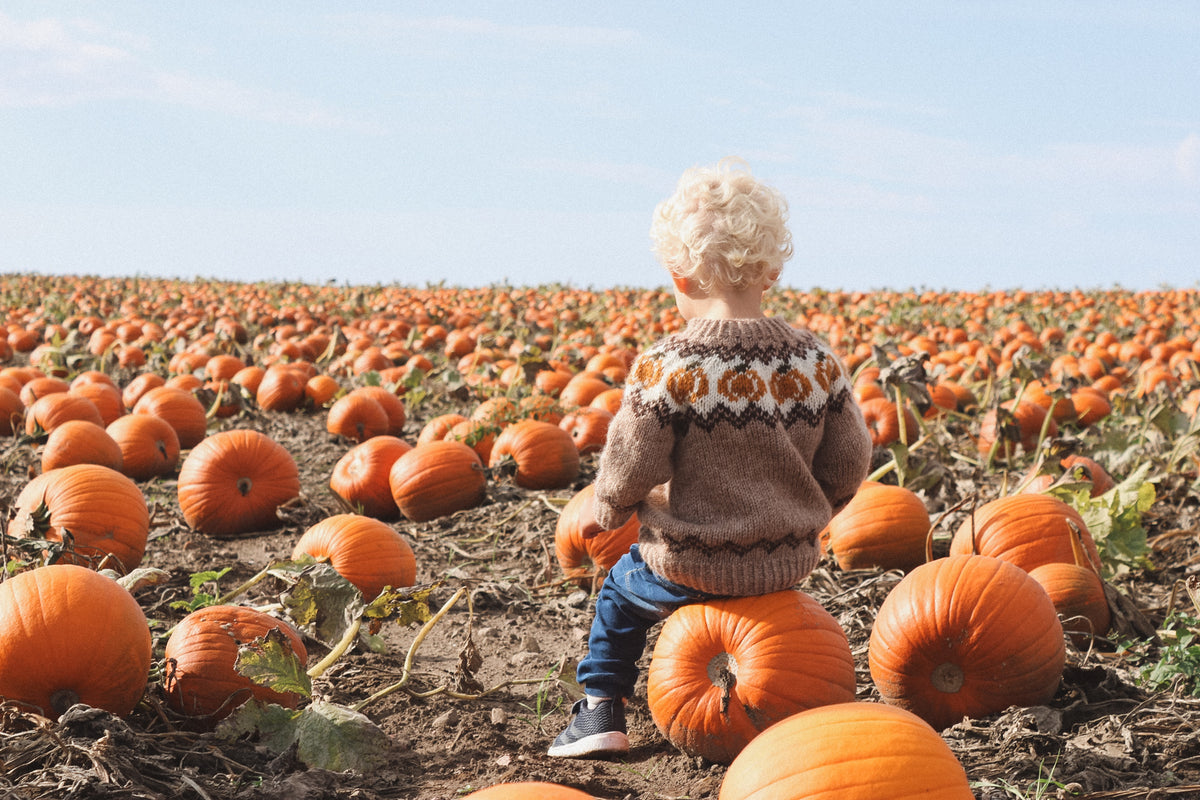 Pumpkin Sweater, barn